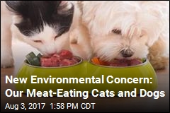 Our Beloved Pets Are Doing Serious Environmental Harm