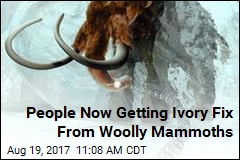 People Now Getting Ivory Fix From Woolly Mammoths