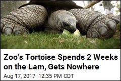 Zoo&#39;s Tortoise Spends 2 Weeks on the Lam, Gets Nowhere