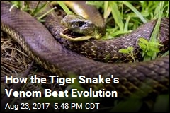 How the Tiger Snake&#39;s Venom Beat Evolution