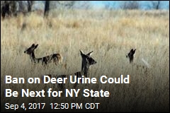 Biologists Want to Ban Deer Urine Lures in NY State