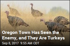 Oregon Town to State: Save Us From the Turkeys