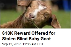 Stolen Blind Baby Goat Captures Hearts in Canada