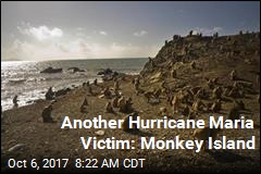 Another Hurricane Maria Victim: Monkey Island