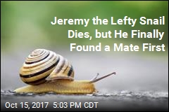 Unlucky-in-Love Jeremy the Snail Dies, but Not Before Finding a Mate