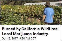 Burned by California Wildfires: Local Marijuana Industry