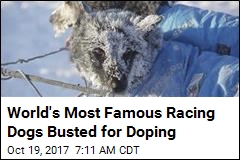 World&#39;s Most Famous Racing Dogs Busted for Doping