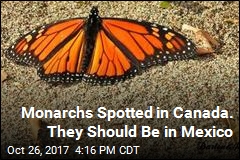 Misplaced Monarchs: Clusters of Butterflies Stuck Up North