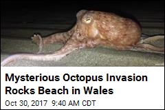 Why Did &#39;Walking&#39; Octopuses Invade Welsh Beach?
