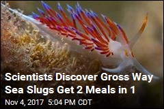 In First, Sea Slugs Wait Until Prey Eats to Get 2 Meals in 1