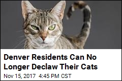 You&#39;re No Longer Allowed to Declaw Your Cat in Denver