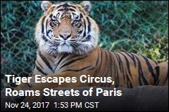 Tiger Escapes Circus, Roams Streets of Paris