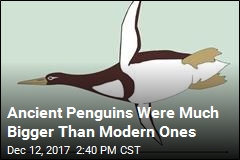 This Ancient Penguin Was as Big as a Human