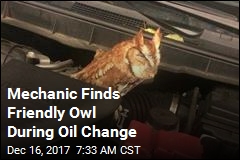 Oil Change Turns Into Owl Sighting