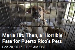 Puerto Rico&#39;s Furriest Residents Abandoned After Hurricane
