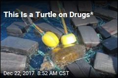 This Is a Turtle on Drugs*