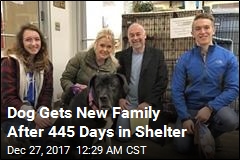 Mastiff Mix Gets a Home After 445 Days in Shelter