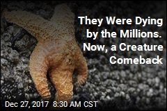 They Were Dying by the Millions. Now, a Creature Comeback