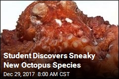 This Sneaky Octopus Species Has Avoided Detection, Til Now