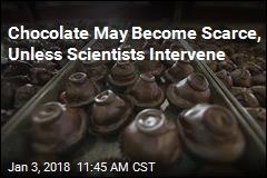 Chocolate May Become Scarce, Unless Scientists Intervene