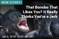 That Bonobo That Likes You? It Really Thinks You&#39;re a Jerk