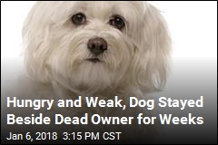 Dog Refused to Leave Its Dead Owner&#39;s Side for Weeks
