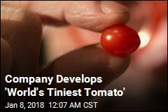 Company Unveils World&#39;s Tinest Tomato