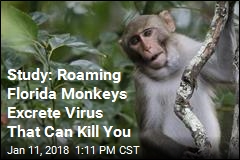 Study Finds Florida Monkeys Excrete Deadly Virus