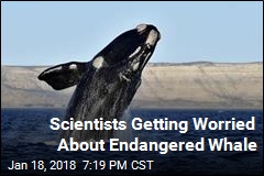 Scientists Getting Worried About Endangered Whale