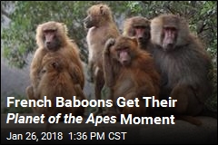 French Baboons Get Their Planet of the Apes Moment