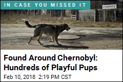Their Ancestors Abandoned at Chernobyl, These Pups Persist