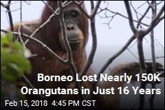Borneo Lost Nearly 150K Orangutans in Just 16 Years