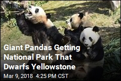 Giant Pandas Getting National Park That Dwarfs Yellowstone