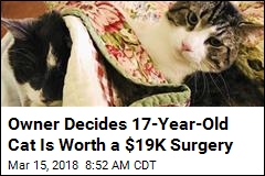 She Spent $19K on Surgery for Her &#39;Muse&#39;: Her Elderly Cat