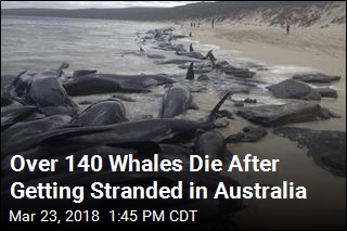 Over 140 Whales Die After Getting Stranded in Australia