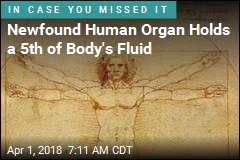 Newly Identified Human Organ Serves as &#39;Shock Absorber&#39;