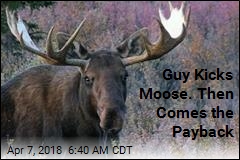 Guy Kicks Moose. Then Comes the Payback