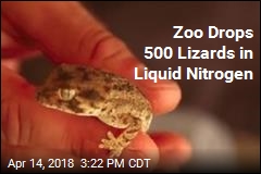 Zoo Drops 500 Lizards in Liquid Nitrogen