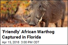 &#39;Friendly&#39; African Warthog Captured in Florida