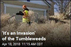 Tumbleweeds Pile Up to Roof of Utah Home