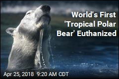 World&#39;s First &#39;Tropical Polar Bear&#39; Euthanized