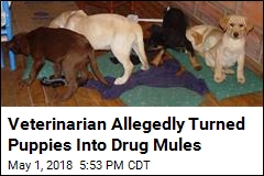 Veterinarian Allegedly Implanted Heroin in Puppies for Drug Ring