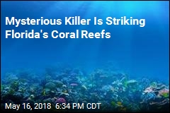 Mysterious Killer Is Striking Florida&#39;s Coral Reefs