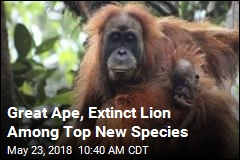 Great Ape, Extinct Lion Among Top New Species