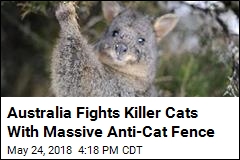 Australia Fights Killer Cats With Massive Anti-Cat Fence