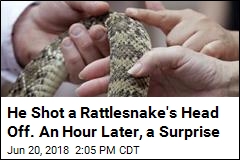 He Shot a Rattlesnake&#39;s Head Off. An Hour Later, a Surprise