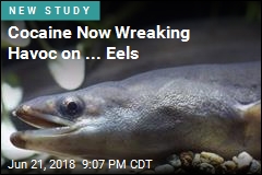 Cocaine Now Wreaking Havoc on ... Eels
