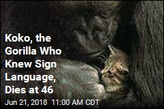 Koko the Beloved Gorilla Dies at 46
