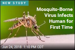 Mosquito-Borne Virus Infects Human for First Time