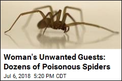 Woman&#39;s Unwanted Guests: Dozens of Poisonous Spiders